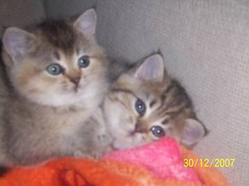 Rocky_und_Rosi_30.12.2007.jpg