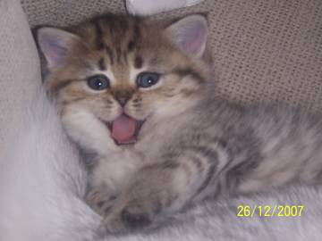 Rosi_26.12.2007.jpg