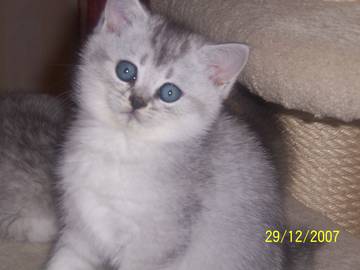 Resi_29.12.2007.jpg